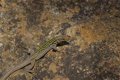 Podarcis siculus siculus
