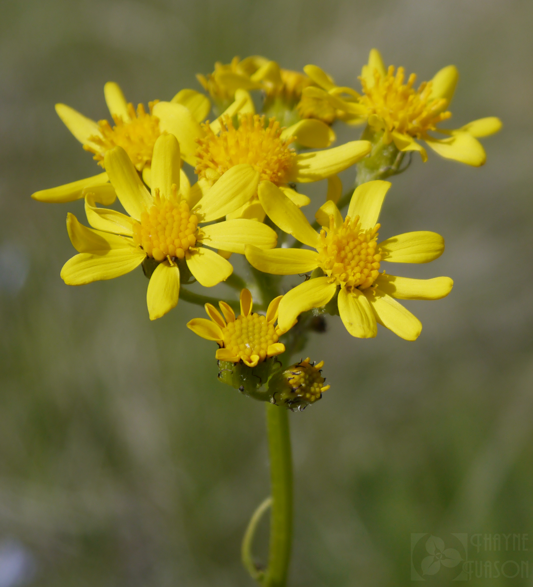 Senecio integerrimus var. exaltatus