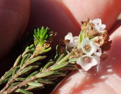Erica subdivaricata