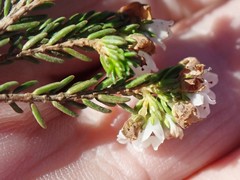 Erica subdivaricata