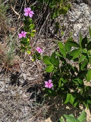 Catharanthus roseus image