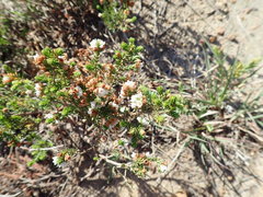 Erica subdivaricata