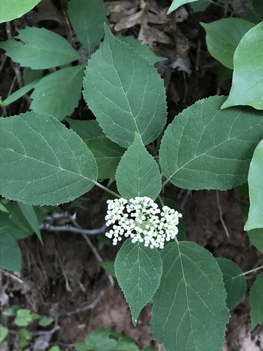 Hydrangea arborescens