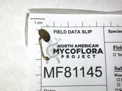 Simocybe serrulata