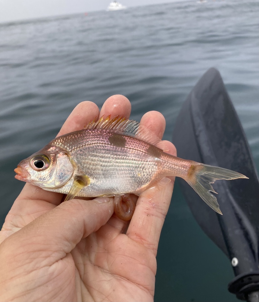 Pink seaperch (Zalembius rosaceus) — Embiotocidae