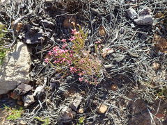 Erica rhopalantha
