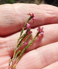Erica rhopalantha