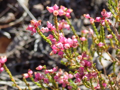 Erica rhopalantha
