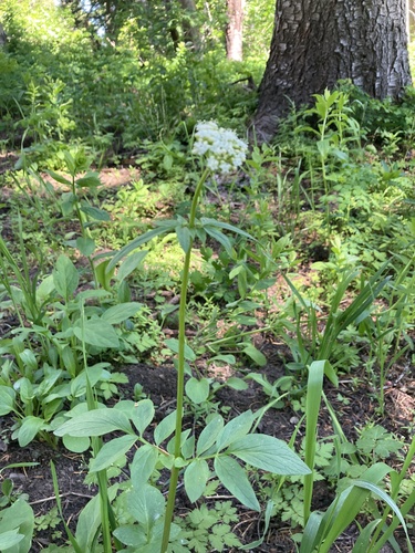 western valerian (Valeriana occidentalis)