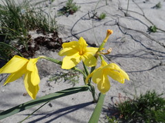Moraea pyrophila