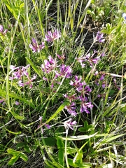 Astragalus ceratoides