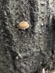 Simocybe serrulata
