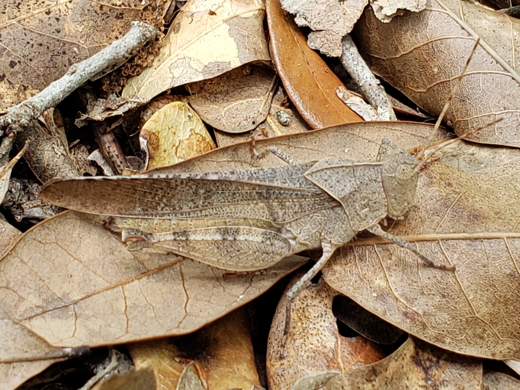 Crepitating Grasshopper