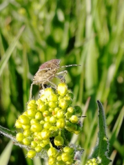 Dolycoris
