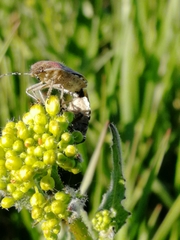 Dolycoris
