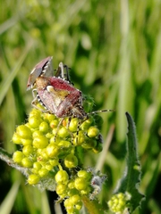 Dolycoris