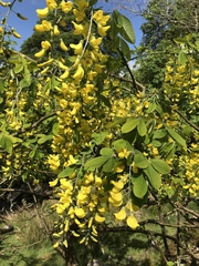 Laburnum