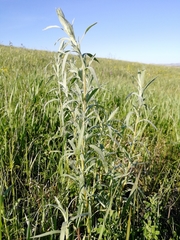 Artemisia dracunculus glauca