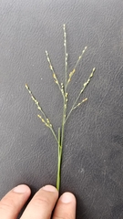Panicum diffusum