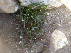 Limosella acaulis