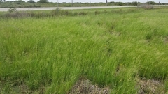 Panicum diffusum