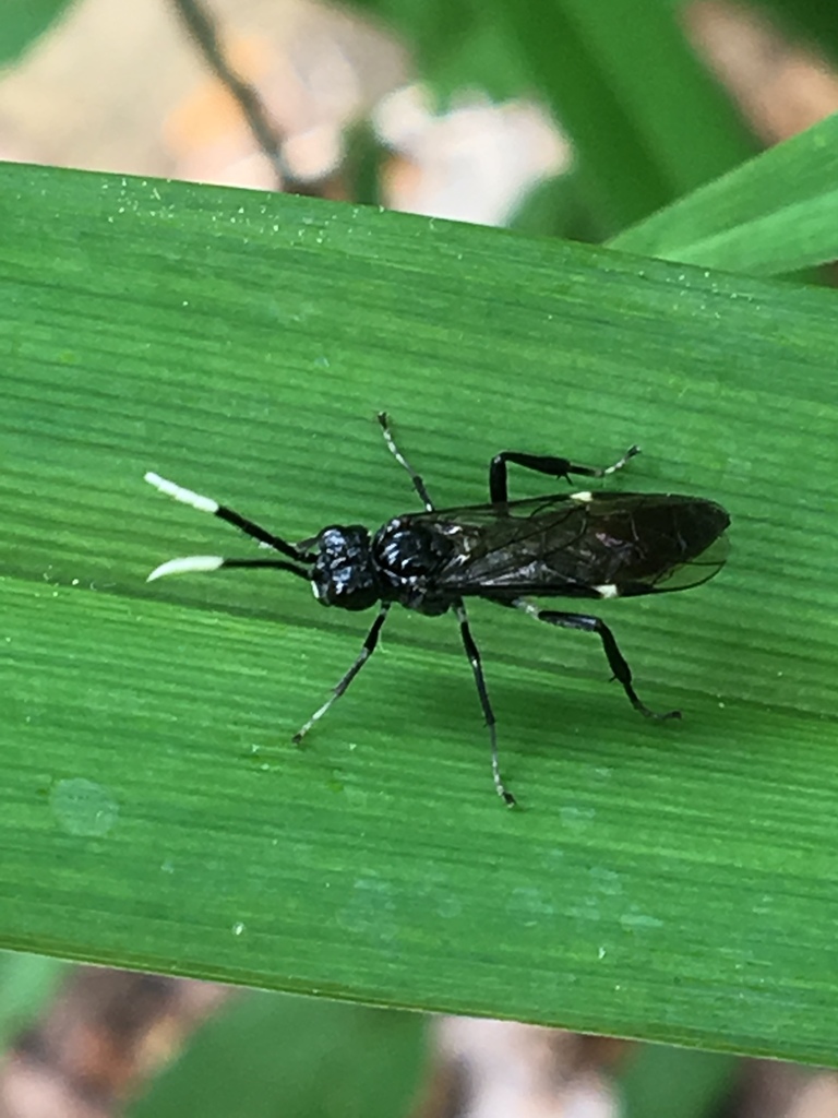 Macremphytus tarsatus