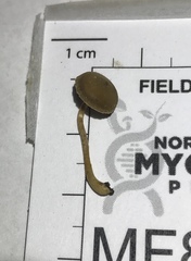 Simocybe serrulata