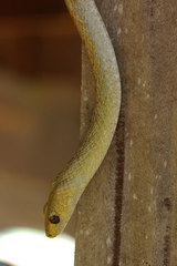 Ithycyphus perineti