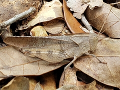 Spharagemon crepitans