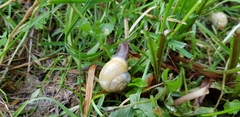 Cepaea hortensis