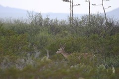 Odocoileus hemionus eremicus