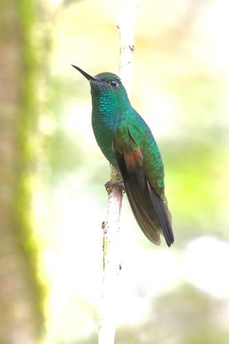 Eupherusa eximia