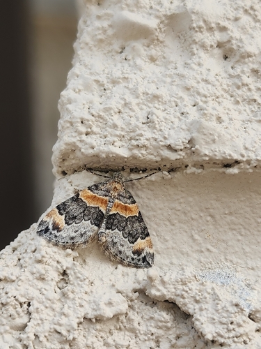 Orange-barred Carpet Moth photo 2