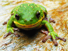 Hyla gratiosa