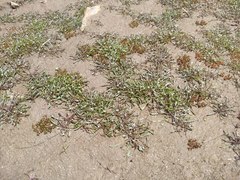 Limosella acaulis