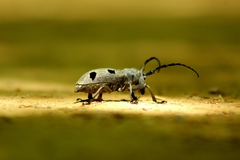 Morimus funereus