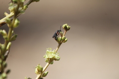 Episyron conterminus cressoni