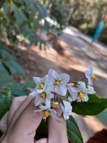 Foto de Cubiu