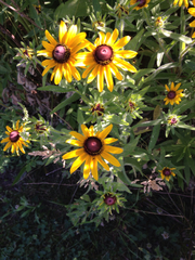 Rudbeckia hirta pulcherrima