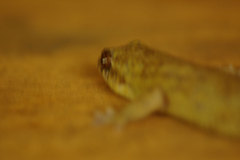 Geckolepis maculata