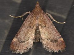 Hypsopygia phoezalis