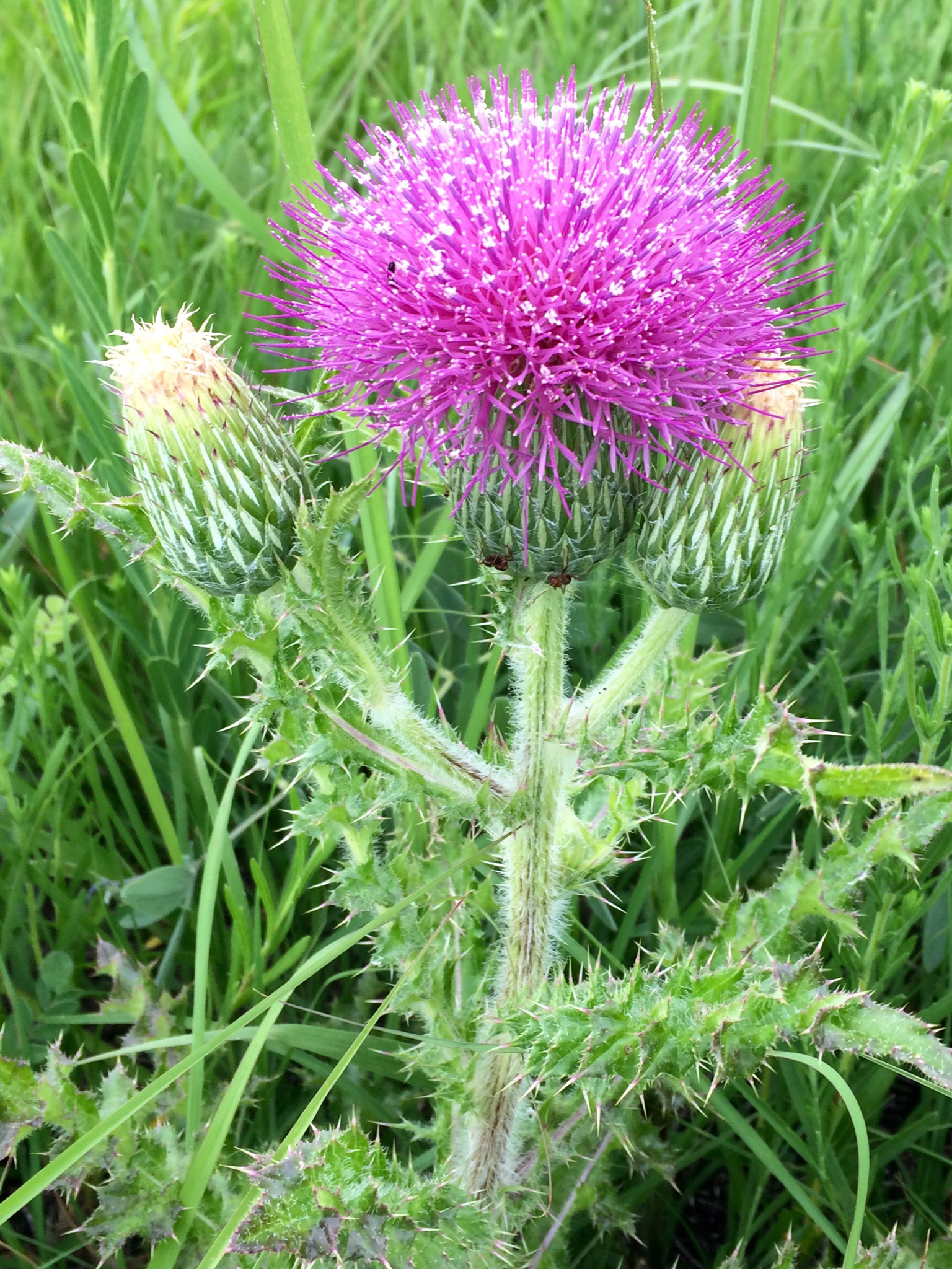 Cirsium pumilum var. hillii