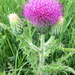 Hill's Thistle - Photo (c) Paul Marcum, some rights reserved (CC BY-NC), uploaded by Paul Marcum