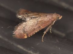Hypsopygia phoezalis