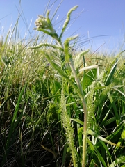 Achillea asiatica