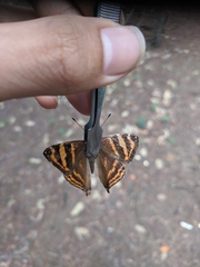 Dodona adonira