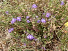 Scutellaria wrightii
