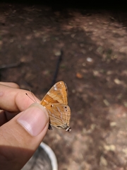 Dodona adonira