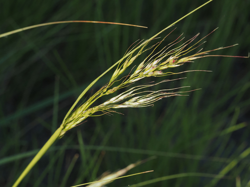 Nassella viridula (Trin.) Barkworth