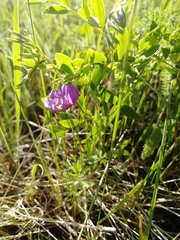 Lathyrus humilis